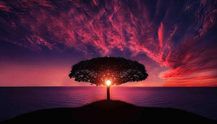 tree-736885__480